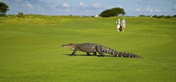 alligator on golf course