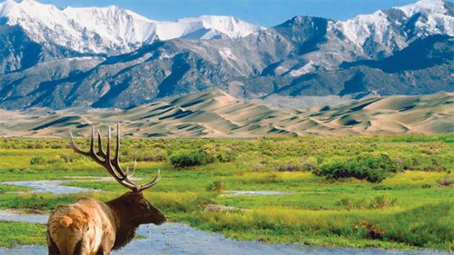 Colorado Rockies and elk
