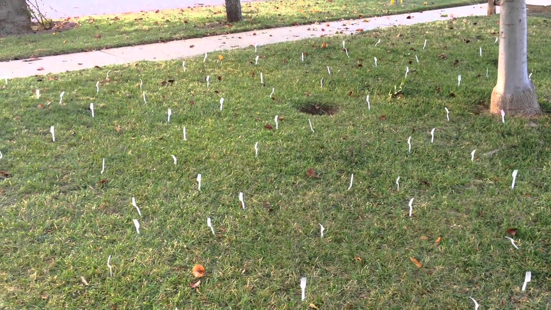 forks in lawn