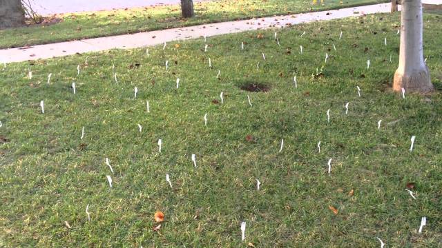 forks in lawn