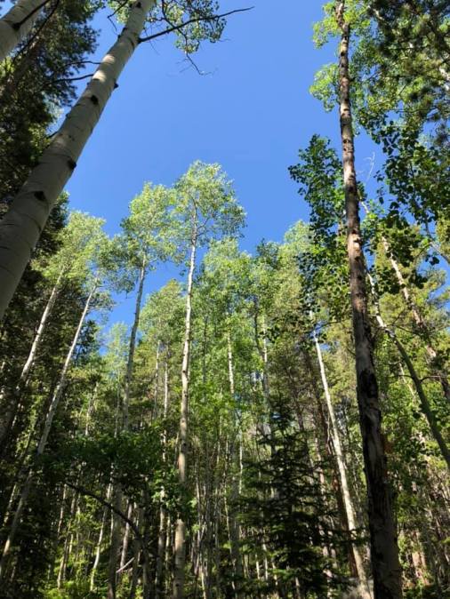 canopy of trees day 2 hiking RMNP July 2019