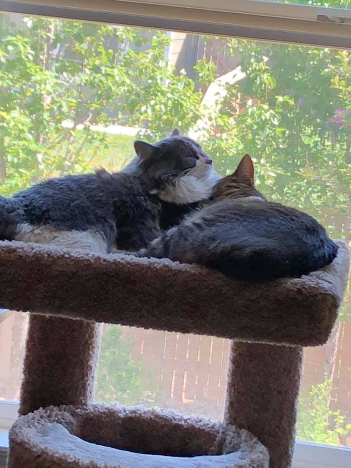 aki and cookie july 1 2020